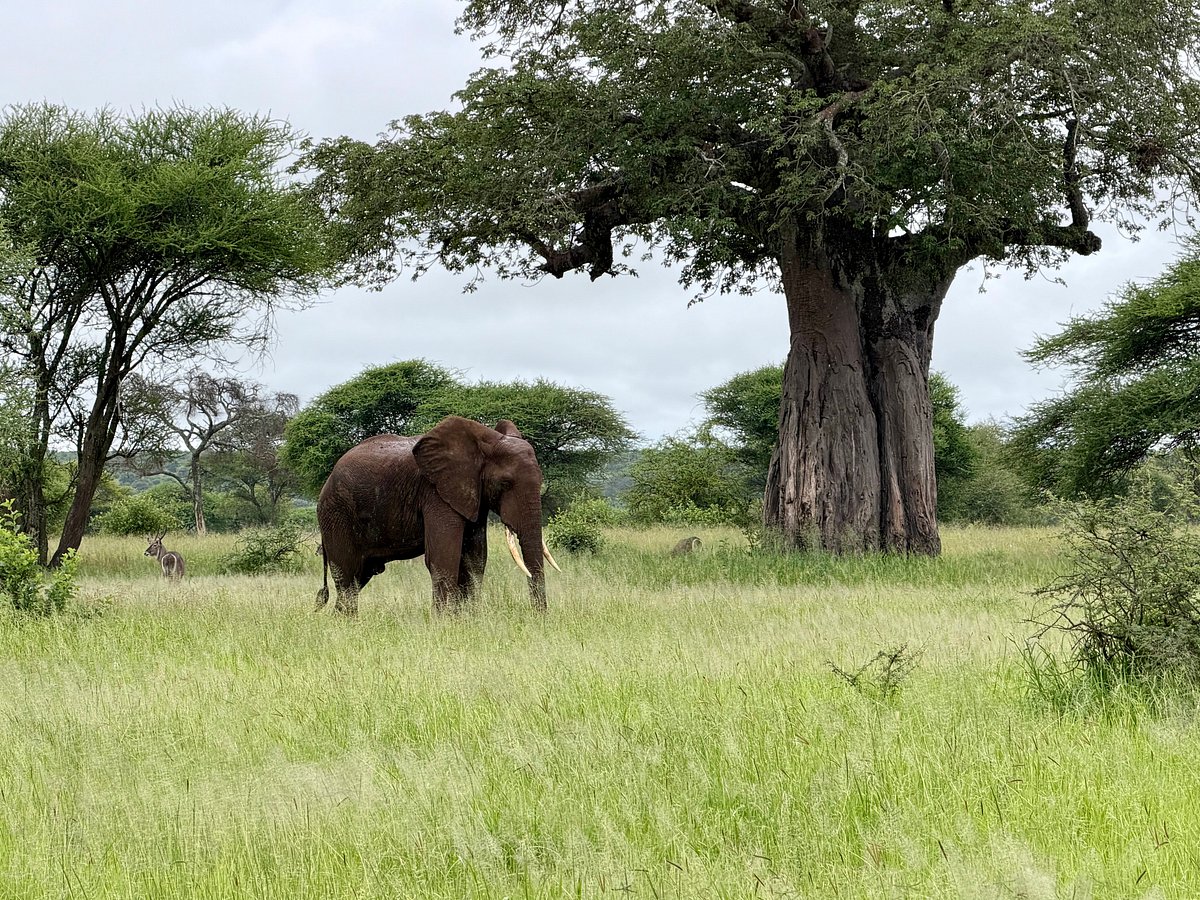 3-Day Tarangire & Ngorongoro Express Safari