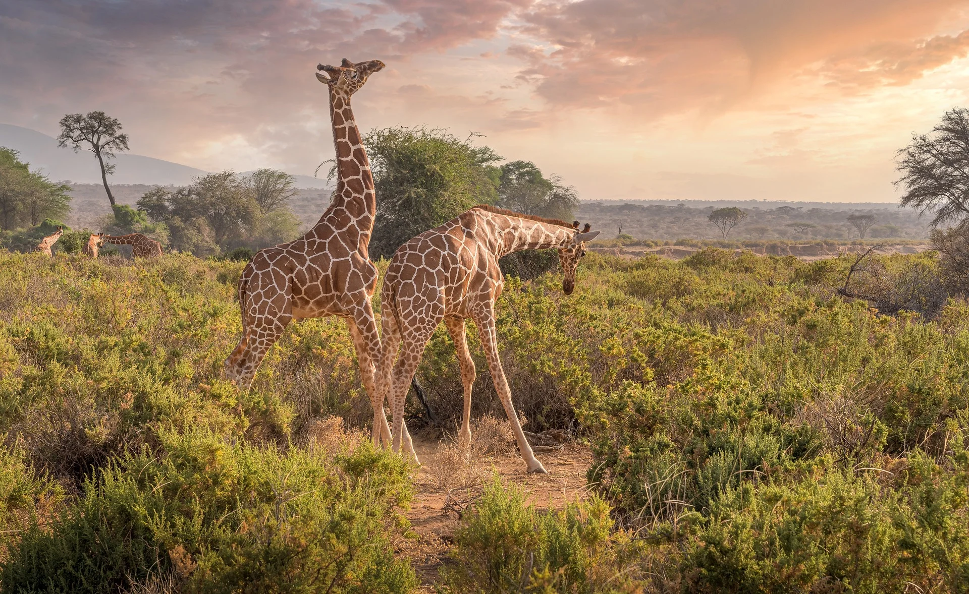 Amazing Africa Safari Tanzania safari