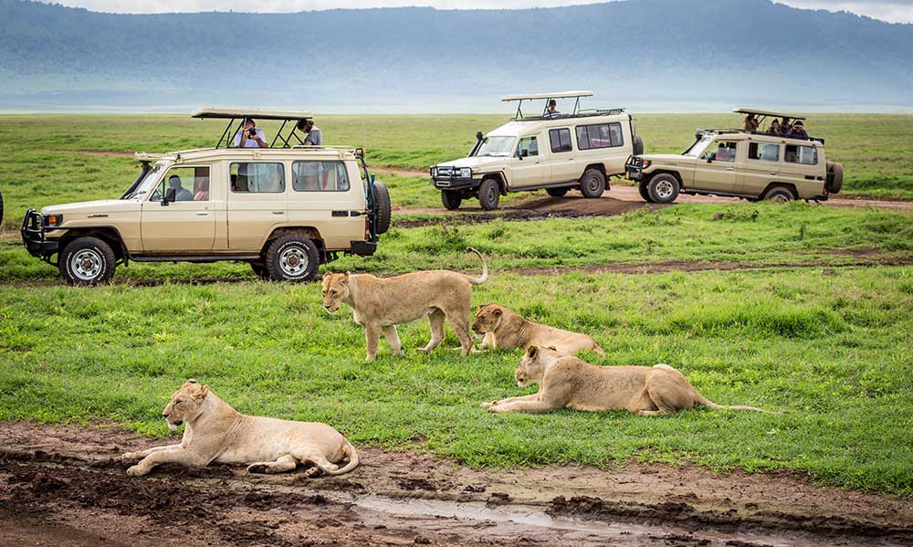 Big Five Safari