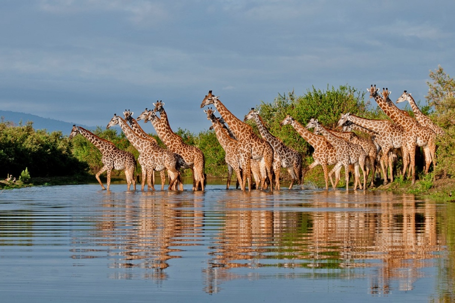 Family Safari