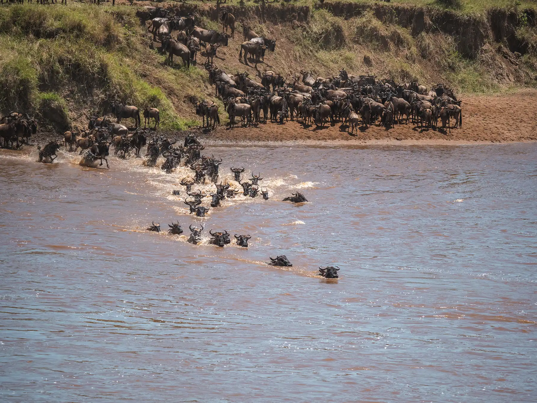 Great Migration Safari