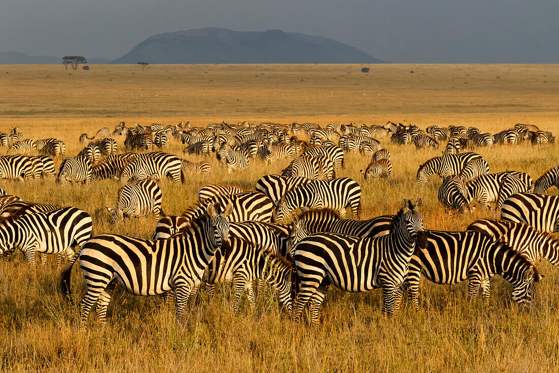 Honest Guide to Tanzania Safari Costs in 2026