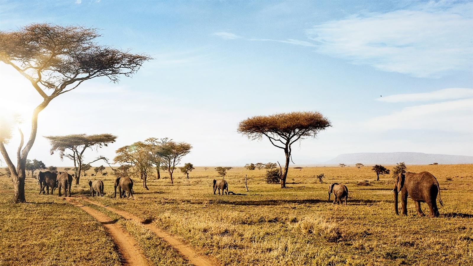 Tanzania Safari