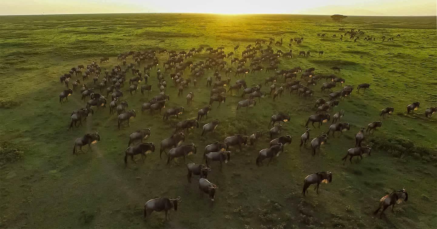 The Great Migration Month by Month: Where to Be and When (2026 Guide)